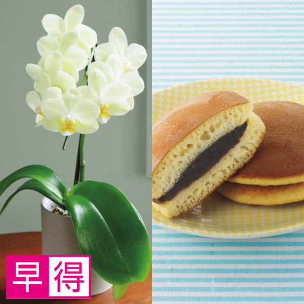 【早得】リーフ ミディ胡蝶蘭「グリーンピクシー」（SUSTEE付）＋花菓蔵の粒あんどら焼き【父の日】 商品サムネイル